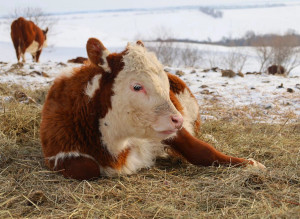 Эти инициативы охватывают животноводство, растениеводство, переработку и цифровизацию АПК и уже приносят измеримые результаты на местах.
