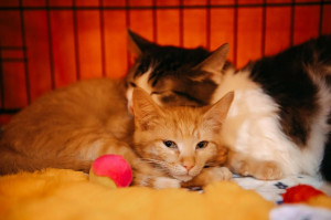 В Самаре пройдет благотворительный фестиваль WOOF FEST для поддержки животных из приютов