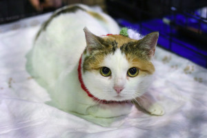 В Самаре прошел первый день фестиваля "Друг человека": ФОТО