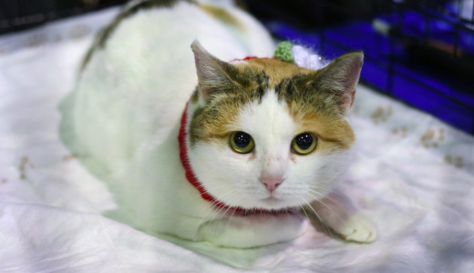 В Самаре прошел первый день фестиваля %22Друг человека%22: ФОТО