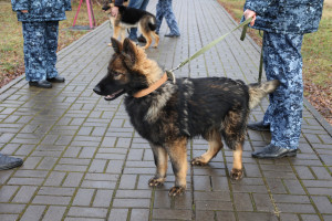Щенки прибыли в сопровождении сотрудников кинологической службы УФСИН и были распределены по учреждениям области, где специалисты-кинологи уже обеспечили необходимые условия для их содержания и адаптации.