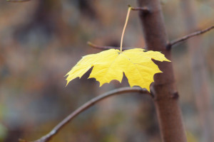 Теплая осень: в Самаре снова побиты температурные рекорды