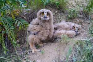 Другие хищные животные предпочитают не приближаться к гнёздам филинов, поскольку родители отважно защищают своё потомство и бесстрашно атакуют непрошеных гостей.