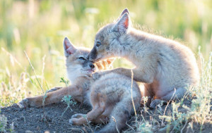 Среди них — два знаковых для региона хищных млекопитающих. Рысь и корсак под особой охраной.