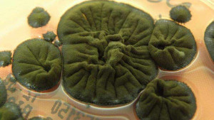 В Чернобыле обнаружили питающийся радиацией черный гриб