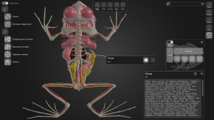 СамГМУ разработал новый обучающий интерактивный 3D-атлас «Лягушка»