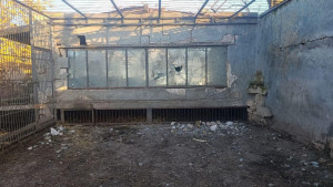 дроны атаковали зоопарк в Запорожской области, ранен лев