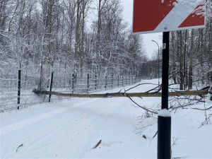 Лыжников просят воздержаться от катания на "Чайке"