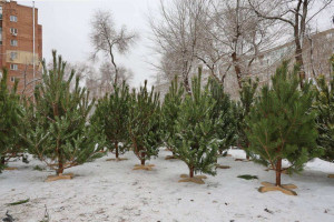 Более 100 елочных базаров работают в Самаре до Нового года