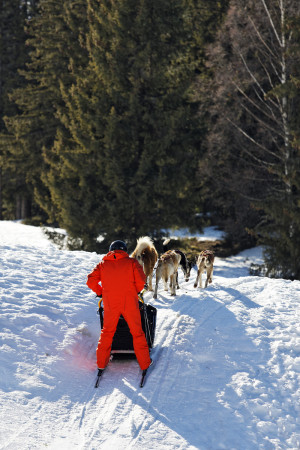 Участники передвигаются на лыжах или специальных санях. В передвижении спортсмену помогает одна собака или целая упряжка.