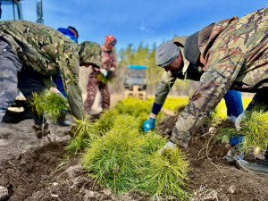 Заготовили более 10 тонн семян для выращивания будущих деревьев в лесопитомниках.