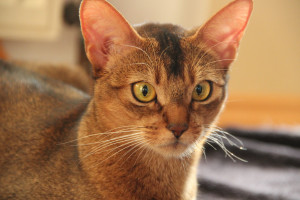 По итогам 2025 года по версии Всемирной федерации кошек он добился успеха благодаря уникальной системе подготовки и сильной отечественной школе разведения.