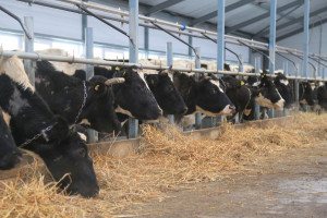 При поддержке государства: новая товарно-молочная ферма начала работу в селе Старое Афонькино Шенталинского района