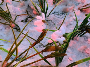 Метеоролог предсказала время прихода весны