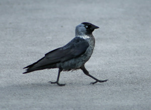 Самарский зоопарк объявил конкурс рисунков "Любимые герои басен Крылова"