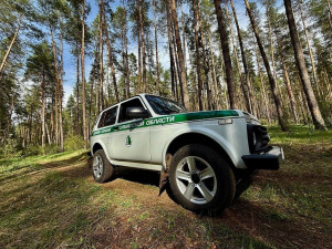 Лесной надзор минприроды Самарской области оштрафовал нарушителей на 2 млн рублей