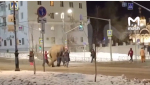 В мороз по улице Самары разгуливал слон