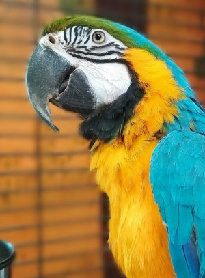 Каждую среду после обеда в Самарском зоопарке организуют тематические дни животных