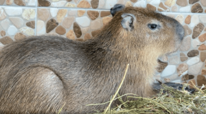 В Самаре на территории ТК «Амбар» появились две капибары