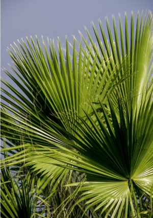 В России оказалась под угрозой 130-летняя финиковая пальма