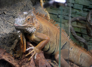 Во Флориде убили 5000 свалившихся с деревьев игуан