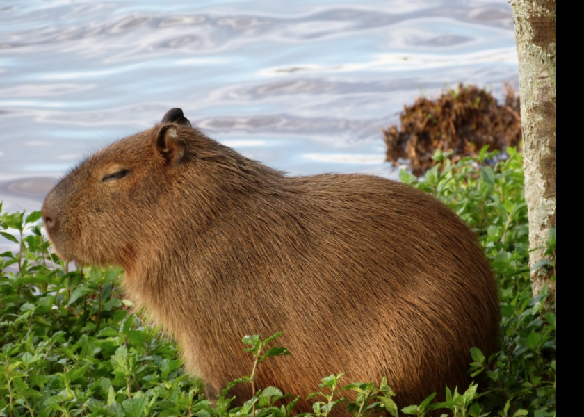 В России возник дефицит капибар