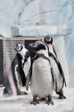 В феврале у обитателей Самарского океанариума - настоящий «свадебный бум».