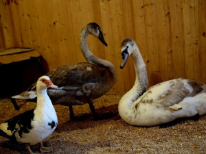 На озере в Парке Металлургов в Самаре поселили еще двух лебедей