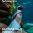 Только 21 февраля - познавательные лекции об удивительных обитателях побережий Южной Америки — пингвинах Гумбольдта.