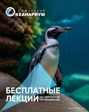 Только 21 февраля - познавательные лекции об удивительных обитателях побережий Южной Америки — пингвинах Гумбольдта.