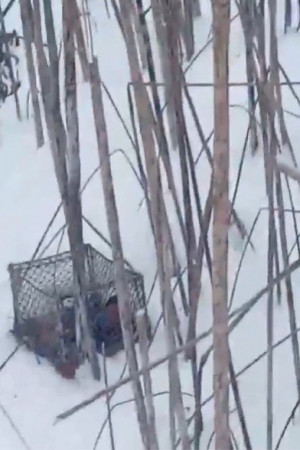 Гражданин отлавливал синиц, снегирей, скворцов с помощью клеток и сетей, в которых птички запутывались. По словам мужчины, о незаконности их отлова он не знал.