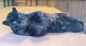 В самарском зоопарке отметят день рождения ягуара Нуар