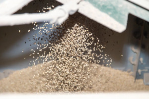 На сегодняшний день специалисты регионального Минсельхоза провели прямой диалог с аграриями уже в 19 муниципальных районах.