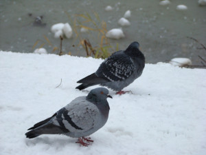 Температура воздуха 1 марта в Самаре ночью -4, -6°С, днем +1, -1°С. На дорогах местами снежные заносы, гололедица.