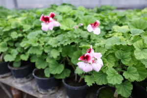 Почти 1,5 млн цветов подготавливают для украшения Самары в 2026 году.