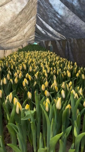 В Самарской области на семейной ферме вырастили около 60 тысяч тюльпанов к 8 марта