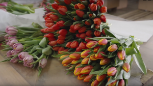 Благодаря господдержке в Безенчукском районе расширяется питомник растений