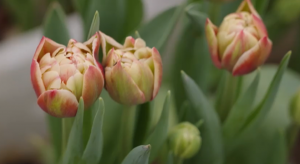 Для питомника, расположенного в Безенчукском районе, это уже четвертый сезон тюльпанов — начинали с 10 тысяч луковиц, в этом году высадили уже более 250 тысяч.