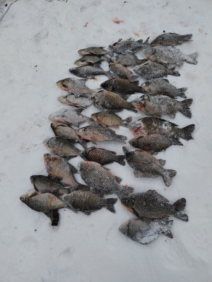 Сызранец незаконно ловил сетью карасей и лещей