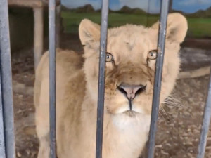 В Самарский зоопарк передали конфискованную у частного владельца львицу