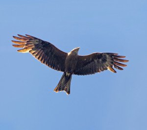 Военный конфликт на Ближнем Востоке угрожает популяции перелетных птиц