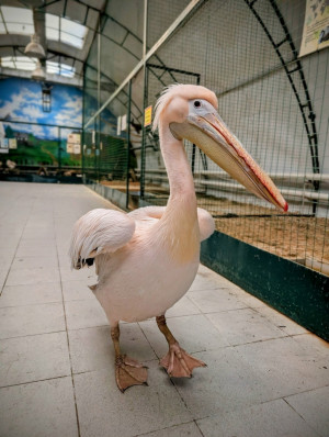 Тематический день "Розовый пеликан" пройдет в самарском зоопарке!