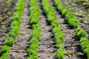 В 2026 году в Самарской области проведут лесовосстановление и лесоразведение на площади 850 гектаров