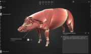 СамГМУ и Белгородский ГАУ создали 3D-атлас свиньи для агроклассов России
