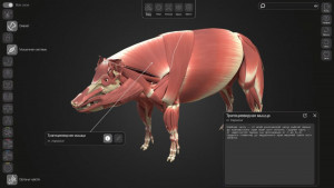 СамГМУ и Белгородский ГАУ создали 3D-атлас свиньи для агроклассов России