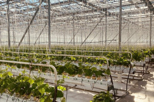 В рамках оказания дополнительных услуг специалисты «Самарских распределительных сетей» реализовали комплекс строительно-монтажных работ для одного из крупнейших в Поволжье предприятий по выращиванию овощей в защищенном грунте.