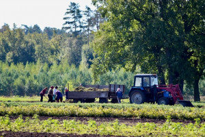 В 2026 году в Самарской области  404 гектара отведут под лесовосстановление, а 447 гектаров — под лесоразведение.