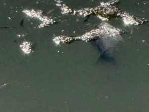 В Самаре жители заметили мертвую рыбу в водоеме на территории Сорокиных Хуторов