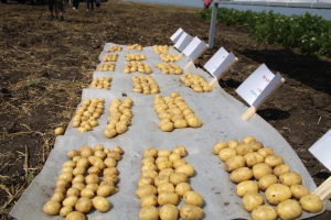 Самарские селекционеры вывели новые сорта картофеля
