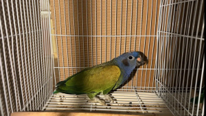 103-х живых экзотических птиц обнаружили самарские таможенники при проверке микроавтобуса в Оренбургской области